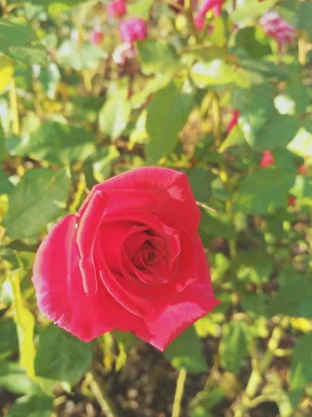 Krásná Červená Růže Přírodní Dokonalost — Stock fotografie