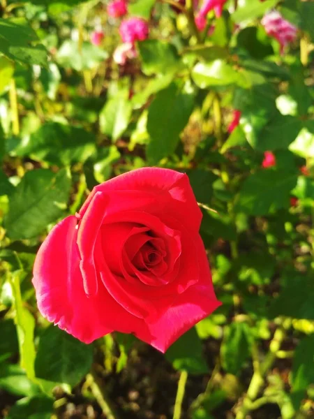 Hermosa Rosa Roja Perfección Natural — Foto de Stock