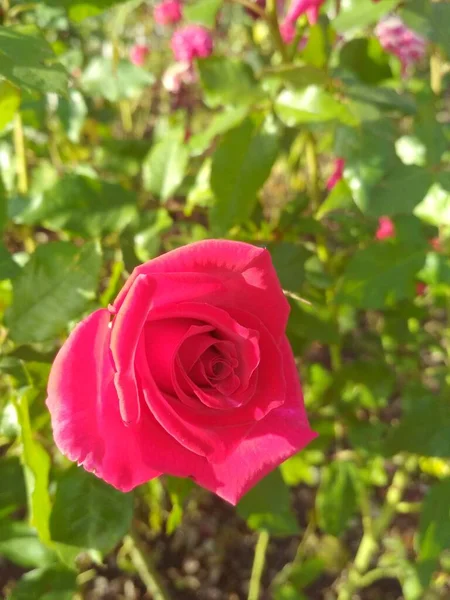 Piękna Czerwona Róża Naturalna Perfekcja — Zdjęcie stockowe