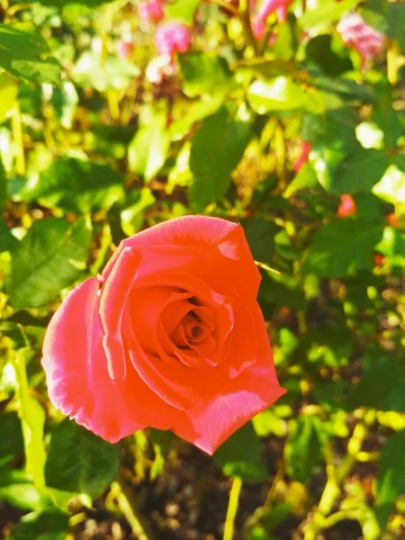 Hermosa Rosa Roja Perfección Natural —  Fotos de Stock