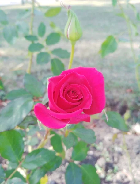 Όμορφο Κόκκινο Τριαντάφυλλο Και Ένα Μπουμπούκι — Φωτογραφία Αρχείου