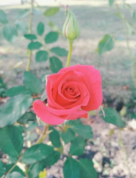 美しい赤いバラと芽 — ストック写真