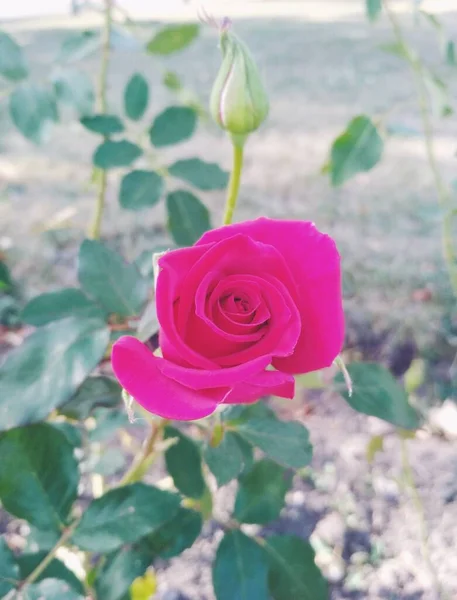 ดอกก หลาบส แดงท สวยงามและดอกต — ภาพถ่ายสต็อก