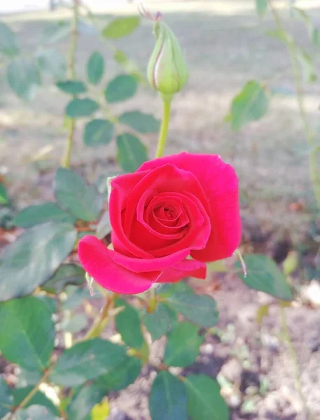 Rosa Vermelha Bonita Botão — Fotografia de Stock