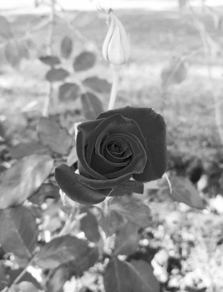 Hermosa Rosa Roja Brote — Foto de Stock