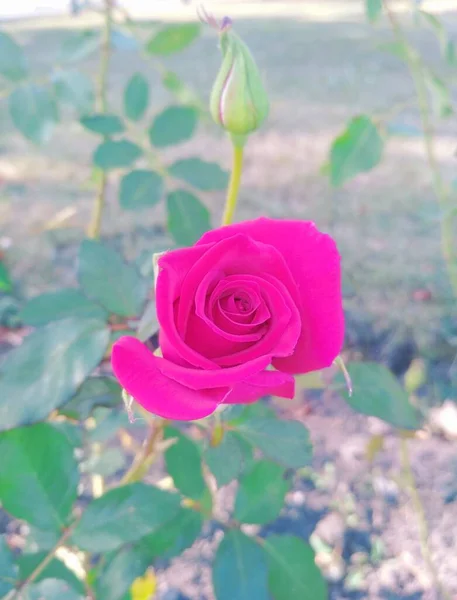 Rosa Vermelha Bonita Botão — Fotografia de Stock