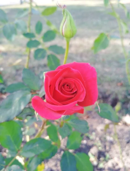 美しい赤いバラと芽 — ストック写真