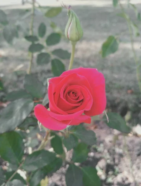 Hermosa Rosa Roja Brote — Foto de Stock