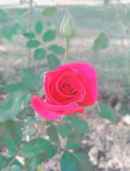 Piękna Czerwona Róża Pączek — Zdjęcie stockowe