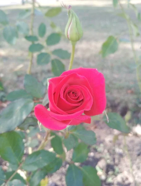 Bella Rosa Rossa Bocciolo — Foto Stock