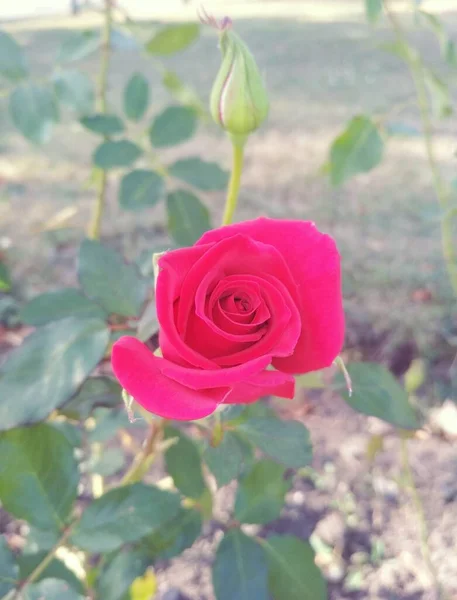 Όμορφο Κόκκινο Τριαντάφυλλο Και Ένα Μπουμπούκι — Φωτογραφία Αρχείου