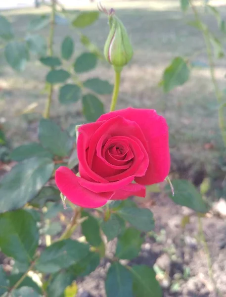 Rosa Vermelha Bonita Botão — Fotografia de Stock