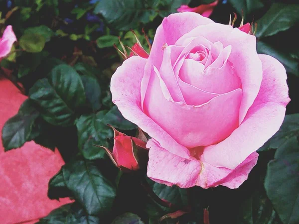 Yumuşak Pembe Gül Çiçekleri — Stok fotoğraf