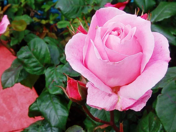 Rosa Tierna Flor —  Fotos de Stock