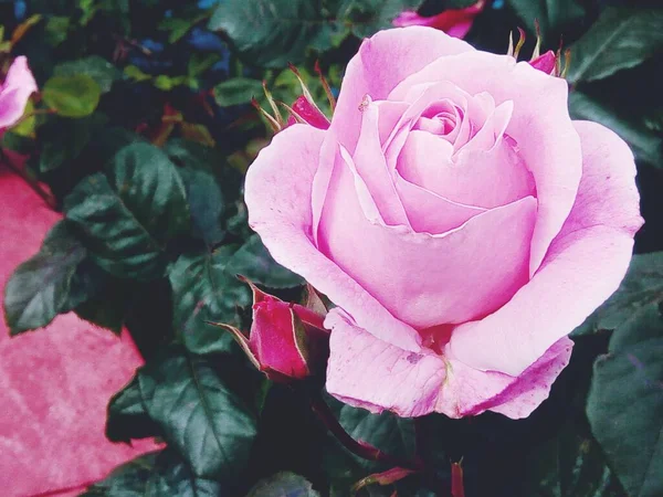 ดอกก หลาบส ชมพ อนในดอกไม — ภาพถ่ายสต็อก