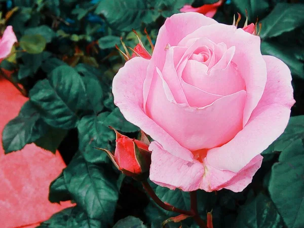 Zartrosa Rose Blüte — Stockfoto