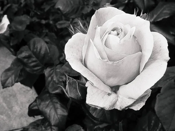 Rosa Tenera Fiore — Foto Stock