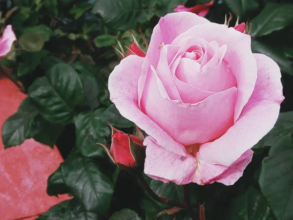 ピンク色の花を咲かせます — ストック写真