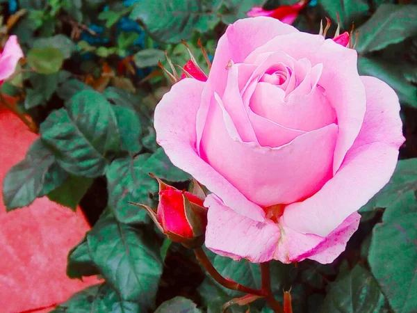 Vaaleanpunainen Ruusu Kukassa — kuvapankkivalokuva