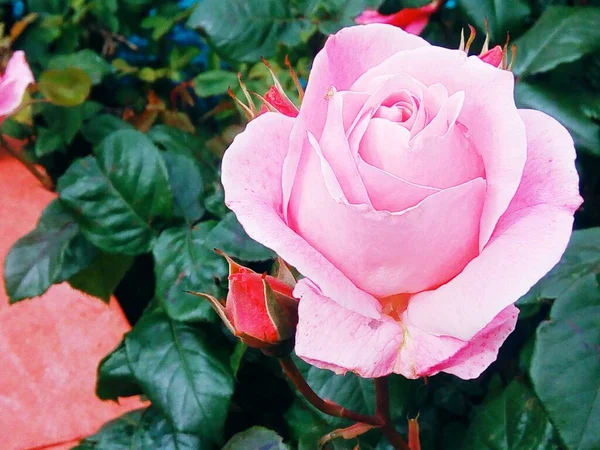 Rosa Tenera Fiore — Foto Stock