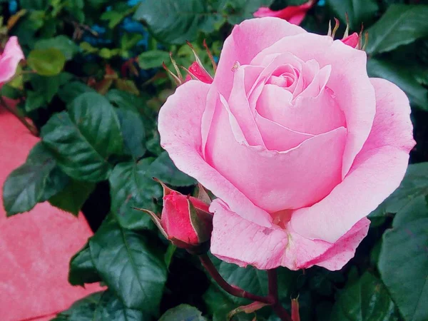 Τρυφερό Ροζ Τριαντάφυλλο — Φωτογραφία Αρχείου