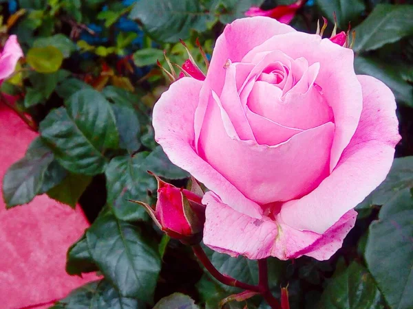 Rosa Tenra Rosa Flor — Fotografia de Stock