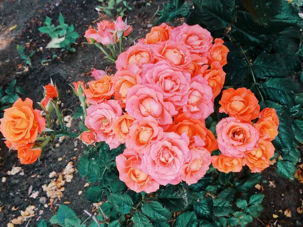 Beautiful Tender Roses Rain — Stock Photo, Image
