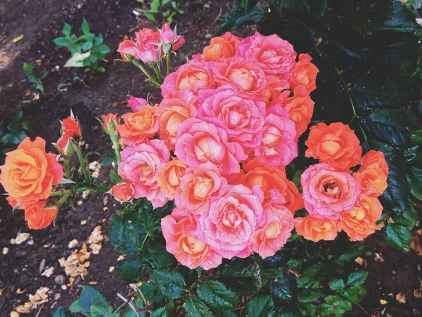 Lindas Rosas Macias Após Chuva — Fotografia de Stock