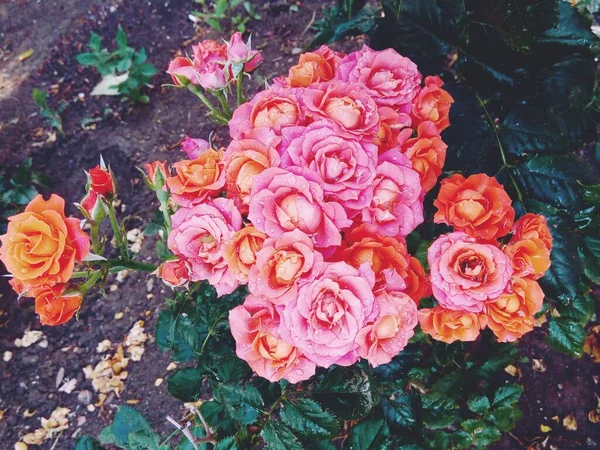 Schöne Zarte Rosen Nach Dem Regen — Stockfoto