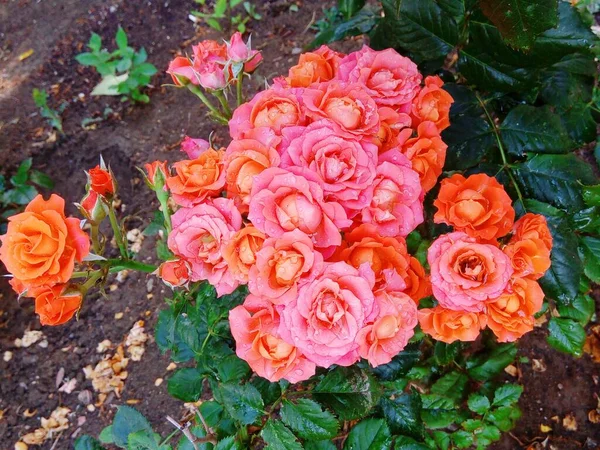 Hermosas Rosas Tiernas Después Lluvia — Foto de Stock