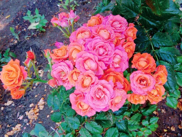 Hermosas Rosas Tiernas Después Lluvia — Foto de Stock