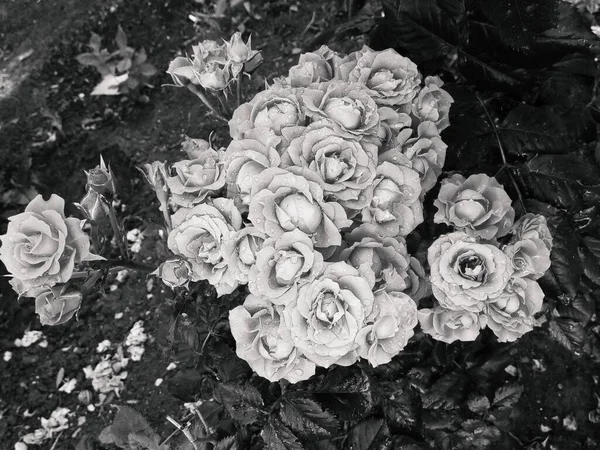 Όμορφα Τρυφερά Τριαντάφυλλα Μετά Βροχή — Φωτογραφία Αρχείου