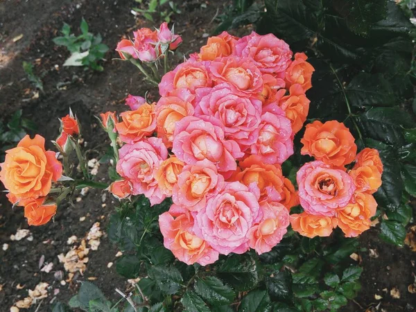 Krásné Něžné Růže Dešti — Stock fotografie