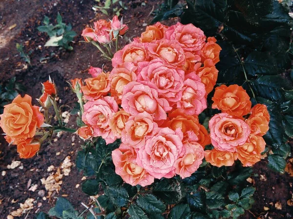 Krásné Něžné Růže Dešti — Stock fotografie