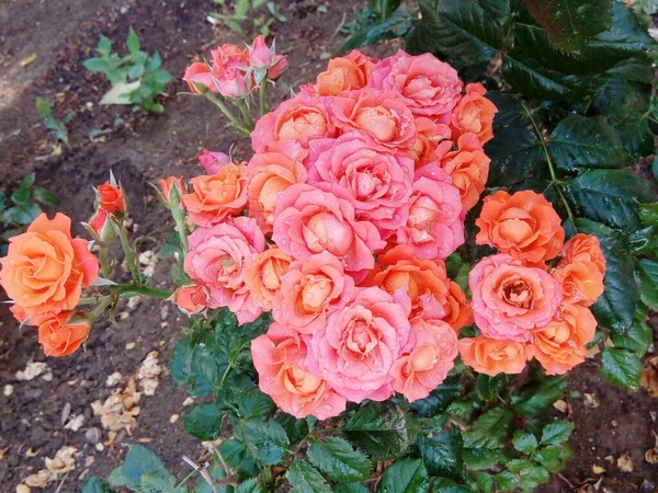 Schöne Zarte Rosen Nach Dem Regen — Stockfoto