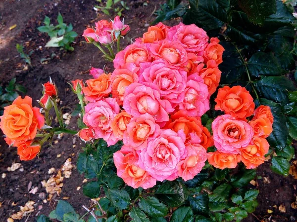 ดอกก หลาบอ อนน มสวยงามหล งจากฝนตก — ภาพถ่ายสต็อก