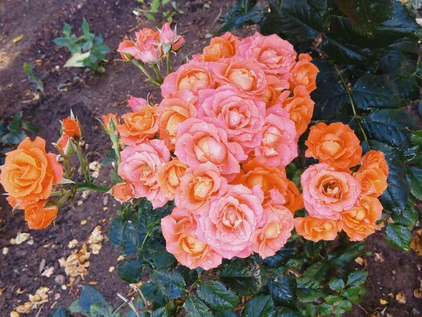 Hermosas Rosas Tiernas Después Lluvia — Foto de Stock
