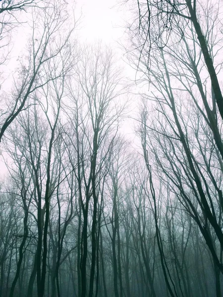 Nebeliger Wald Einem Trüben Wintertag — Stockfoto