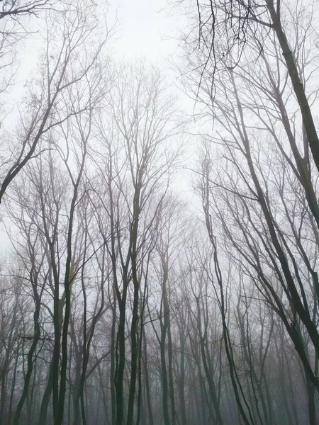 Foresta Appannata Una Giornata Invernale Opaca — Foto Stock