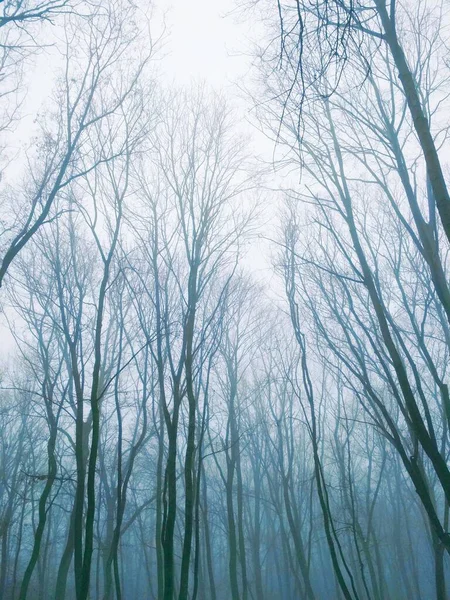 Ομιχλώδες Δάσος Μια Βαρετή Χειμωνιάτικη Μέρα — Φωτογραφία Αρχείου