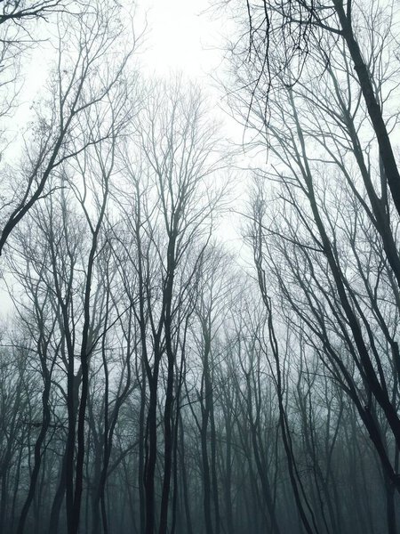 Foggy forest on a winter dull day