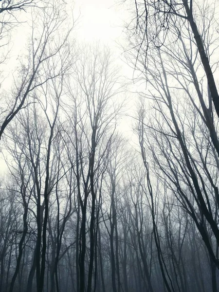 Foggy Forest Par Une Journée Hiver Ennuyeuse — Photo