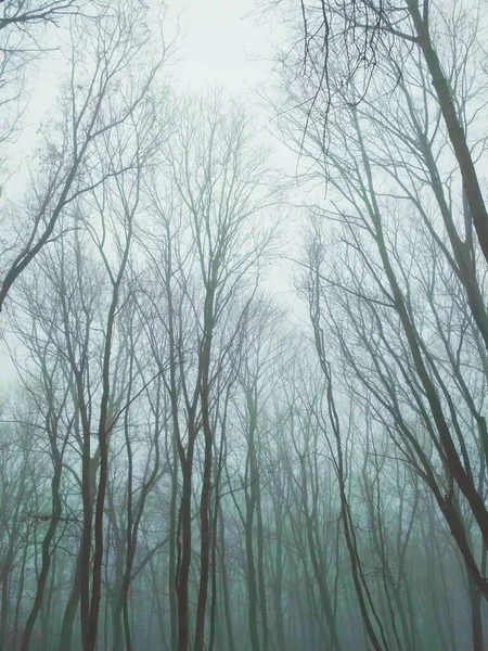 Туманний Ліс Зимовий Нудний День — стокове фото