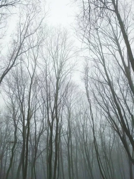 多雾的森林在寒冷的冬日里 — 图库照片