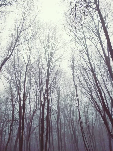 Foresta Appannata Una Giornata Invernale Opaca — Foto Stock