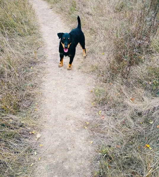 Caçar Terrier Caminho Olhando Para Você — Fotografia de Stock