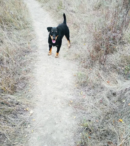 Caçar Terrier Caminho Olhando Para Você — Fotografia de Stock