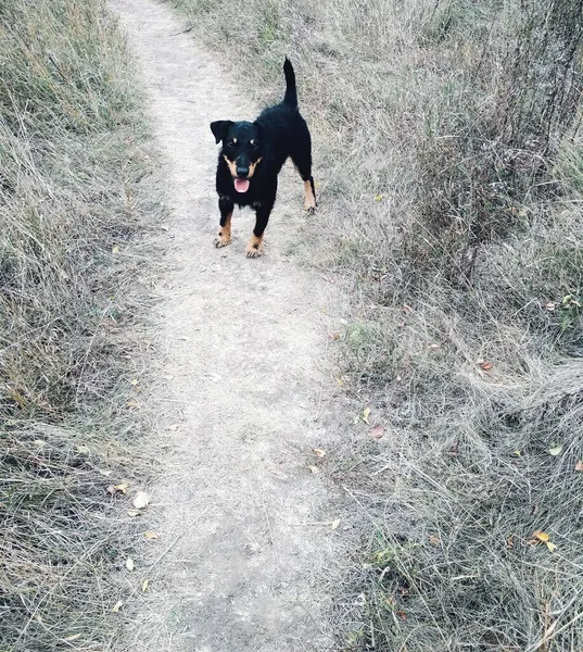 Hunt Terrier Standing Path Looking You — Stock Photo, Image