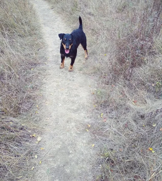 Caçar Terrier Caminho Olhando Para Você — Fotografia de Stock