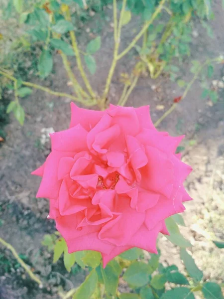 美丽的粉红玫瑰 自然背景 — 图库照片